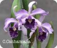 C. canhamiana coerulea x trianae coerulea